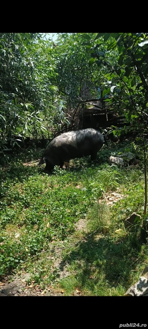 de vanzare scroafa  - imagine 4