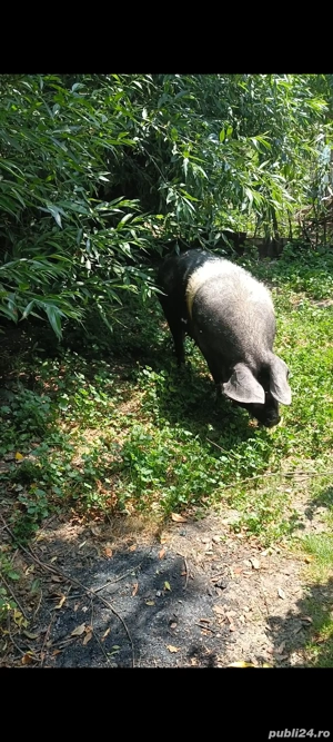 de vanzare scroafa  - imagine 2