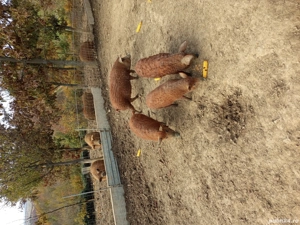 vand Scrofițe mangalița 