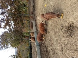 vand Scrofițe mangalița  - imagine 2