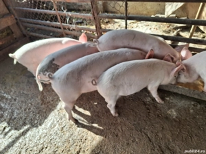 Porci de vanzare - imagine 2