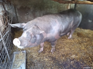 Porci de vanzare - imagine 3