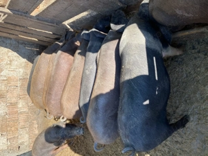 Vând godinasi mâncăcioși  - imagine 2