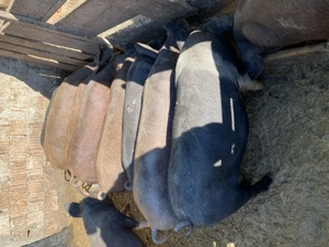 Vând godinasi mâncăcioși  - imagine 3