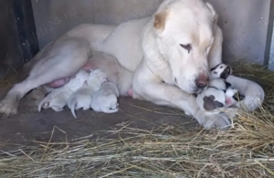 Vând căței de Asia Centrală  - imagine 2