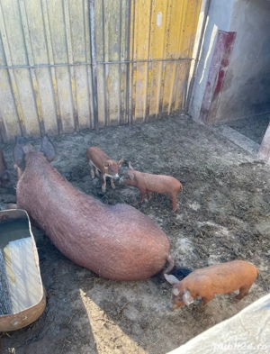 Porc mangalita pentru taiat