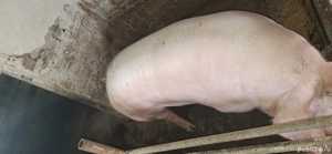Vând porc rasă marele alb cu greutatea de aproximativ 350 kg - imagine 3 Vând porc rasă marele alb cu greutatea de aproximativ 350 kg - imagine 3