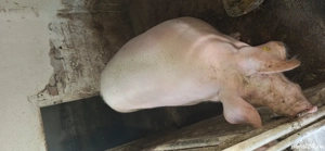 Vând porc rasă marele alb cu greutatea de aproximativ 350 kg - imagine 5 Vând porc rasă marele alb cu greutatea de aproximativ 350 kg - imagine 5