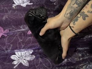 Cățeluși shar pei