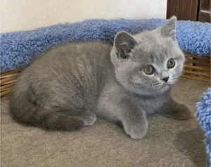 Puiuți British Shorthair Blue . Asigur transport contra cost!