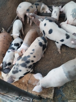 vand purcei  - imagine 5