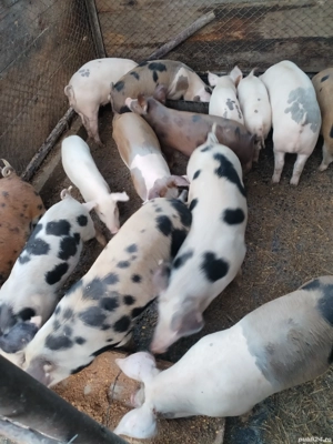 vand purcei  - imagine 4