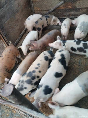 vand purcei  - imagine 2