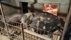 Porci pentru sacrificat 