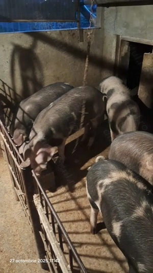 Porci pentru sacrificat  - imagine 2
