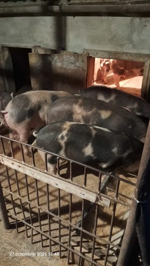 Porci pentru sacrificat  - imagine 3