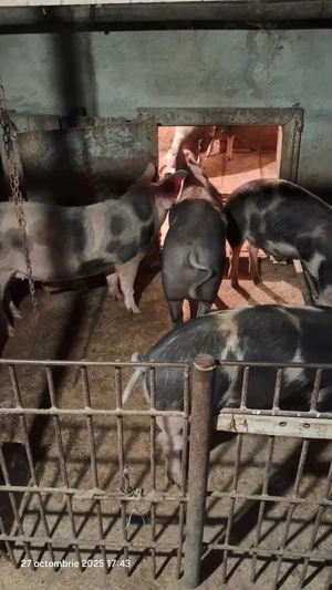 Porci pentru sacrificat  - imagine 5