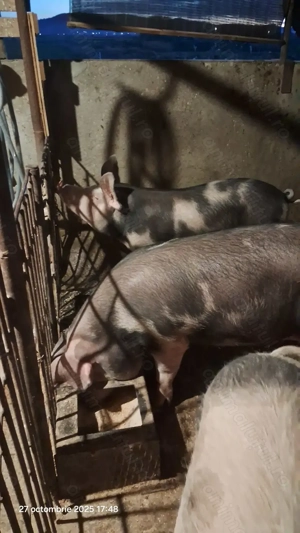 Porci pentru sacrificat  - imagine 4