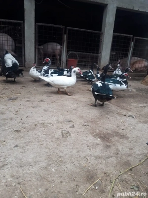 vand rate mute - imagine 2 vand rate mute - imagine 2