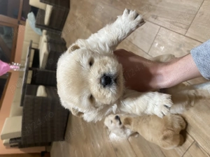 Chow Chow de Vanzare! - imagine 3