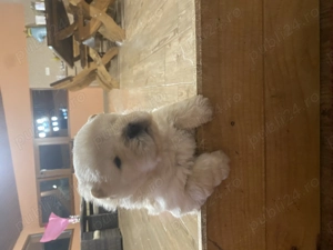 Chow Chow de Vanzare!