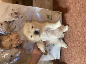 Chow Chow de Vanzare! - imagine 5