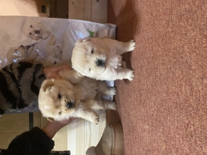 Chow Chow de Vanzare! - imagine 3