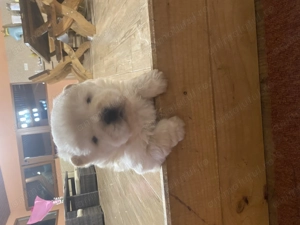 Chow Chow de Vanzare!