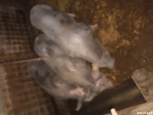 porci vanzare - imagine 2