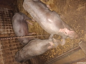 porci vanzare - imagine 3