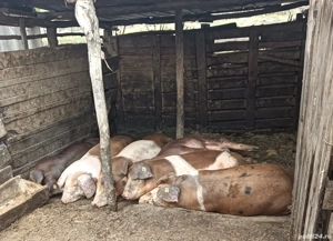 vand porci - imagine 3