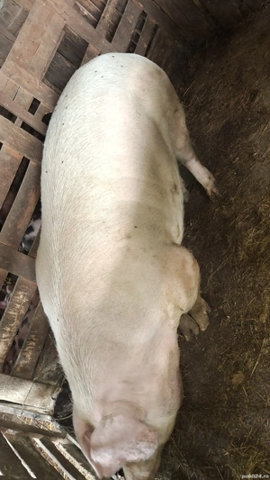 vand porci - imagine 4