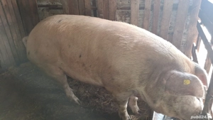 vand porci - imagine 2