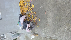 Vand purcei varsta 6 saotamani