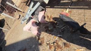 Vand purcei varsta 6 saotamani - imagine 4