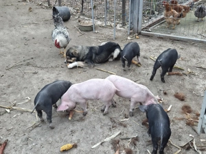 Vand purcei varsta 6 saotamani