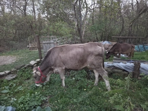 Vand vaca cu varsta de 2 ani