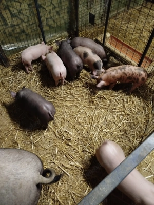 Purcei de vânzare  - imagine 3