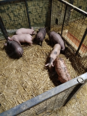 Purcei de vânzare  - imagine 2