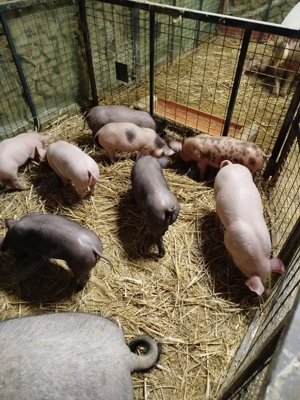 Purcei de vânzare  - imagine 4