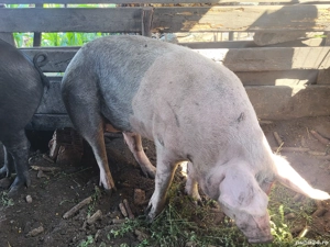 Disponibil  - imagine 2 Disponibil  - imagine 2