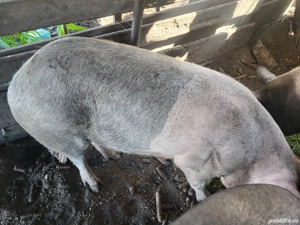 Disponibil  - imagine 6 Disponibil  - imagine 6