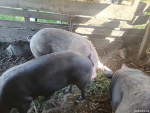 Disponibil  - imagine 5 Disponibil  - imagine 5