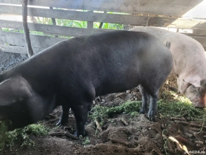 Disponibil  - imagine 4 Disponibil  - imagine 4