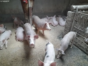 porci de taiat - imagine 2