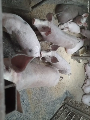 porci de taiat - imagine 3