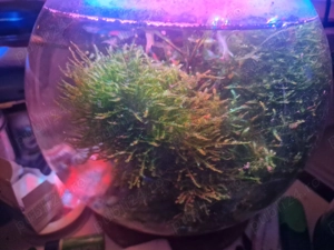 Planta acvariu. Moss
