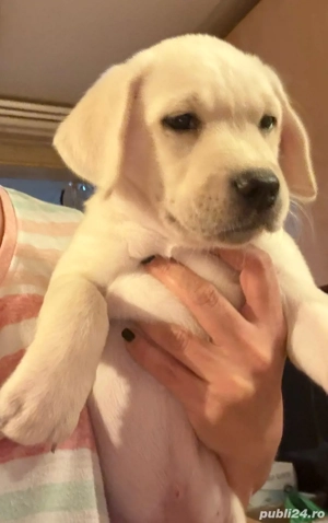 Pui labrador cu pedigree