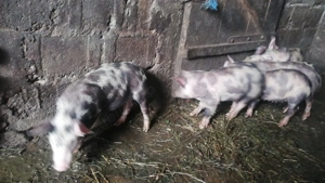 Vand purcei rasa pietrean - imagine 2