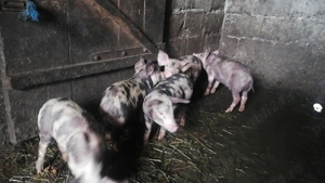 Vand purcei rasa pietrean